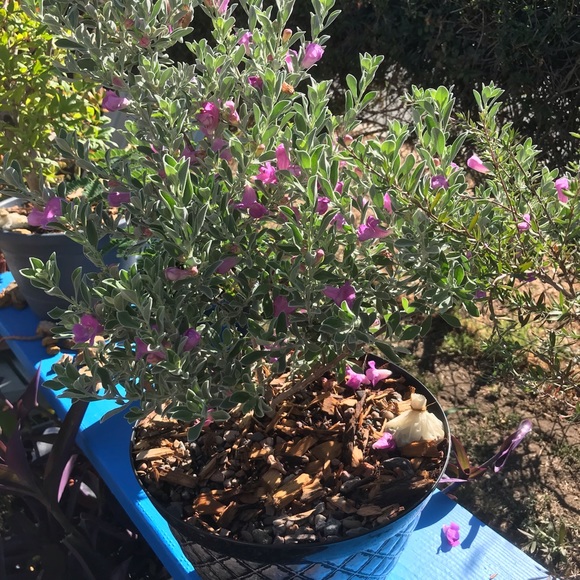 Meet your Posher, Raymond - Picture 1 of 1